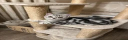 British Shorthair cats for sale: Pedigree Silver tabby British shorthair kittens  - Advert 8