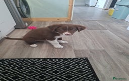 Border Collie dogs for sale: Marley  - Image 2