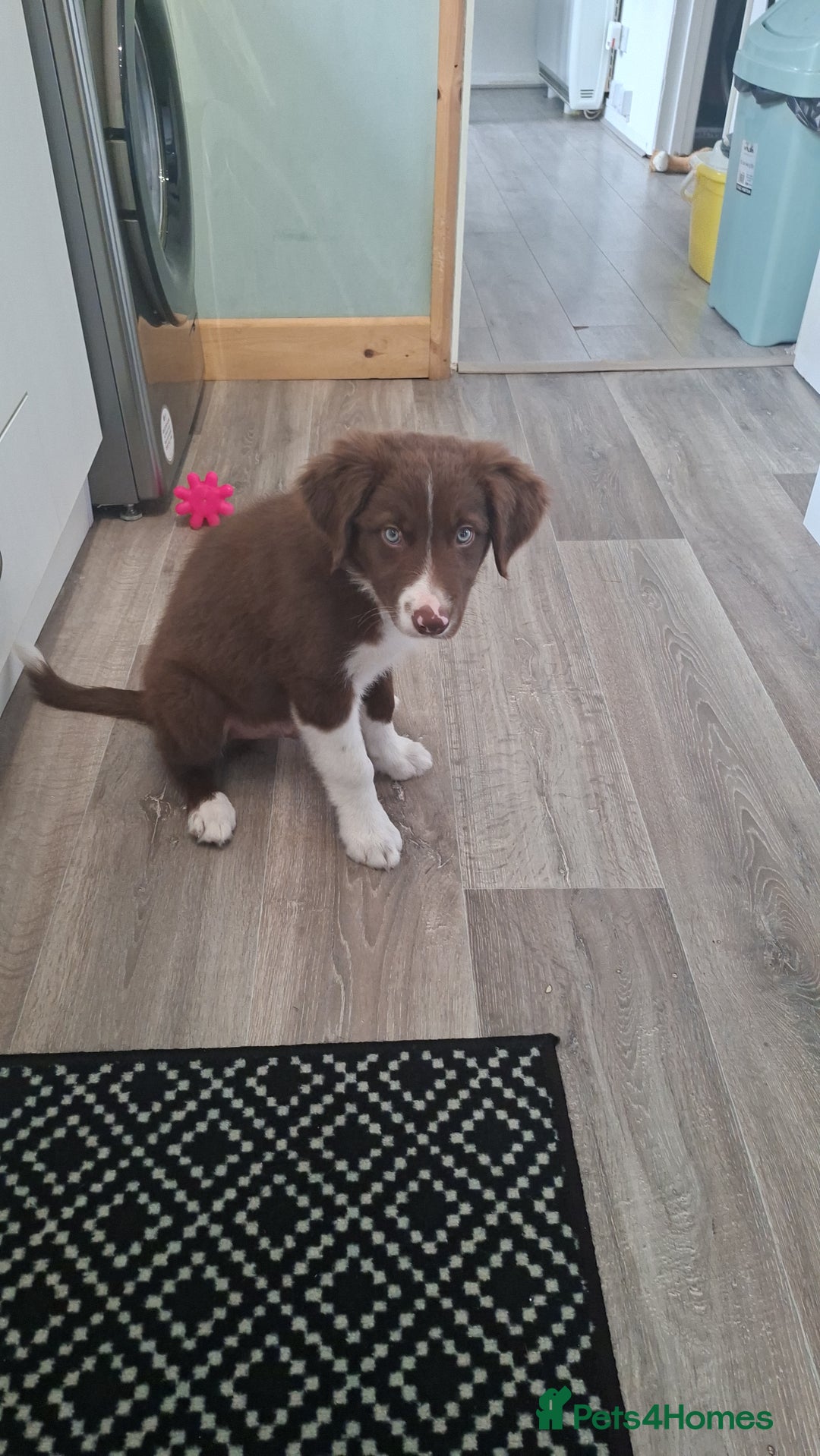 Border Collie dogs for sale: Marley  - Image 2