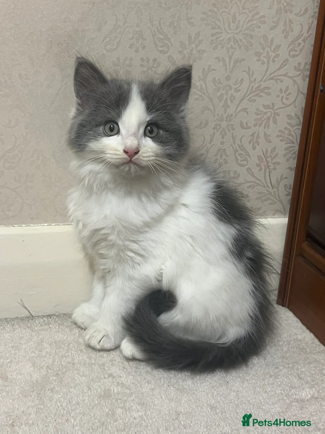 Persian cats for sale: Oreo is so healthy  in Bracknell - Advert 2