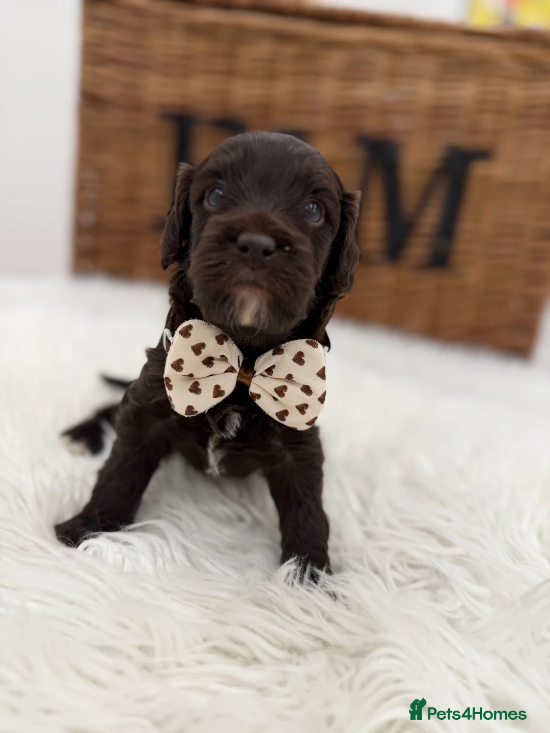 Cavapoo dogs for sale: F1 E ** tensively health tested cavapoos  - Advert 14