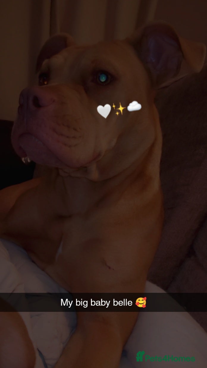 American Bull Staffy dogs 🐾 American Bull staffys – Born Christmas Day 🎄 - Advert 1