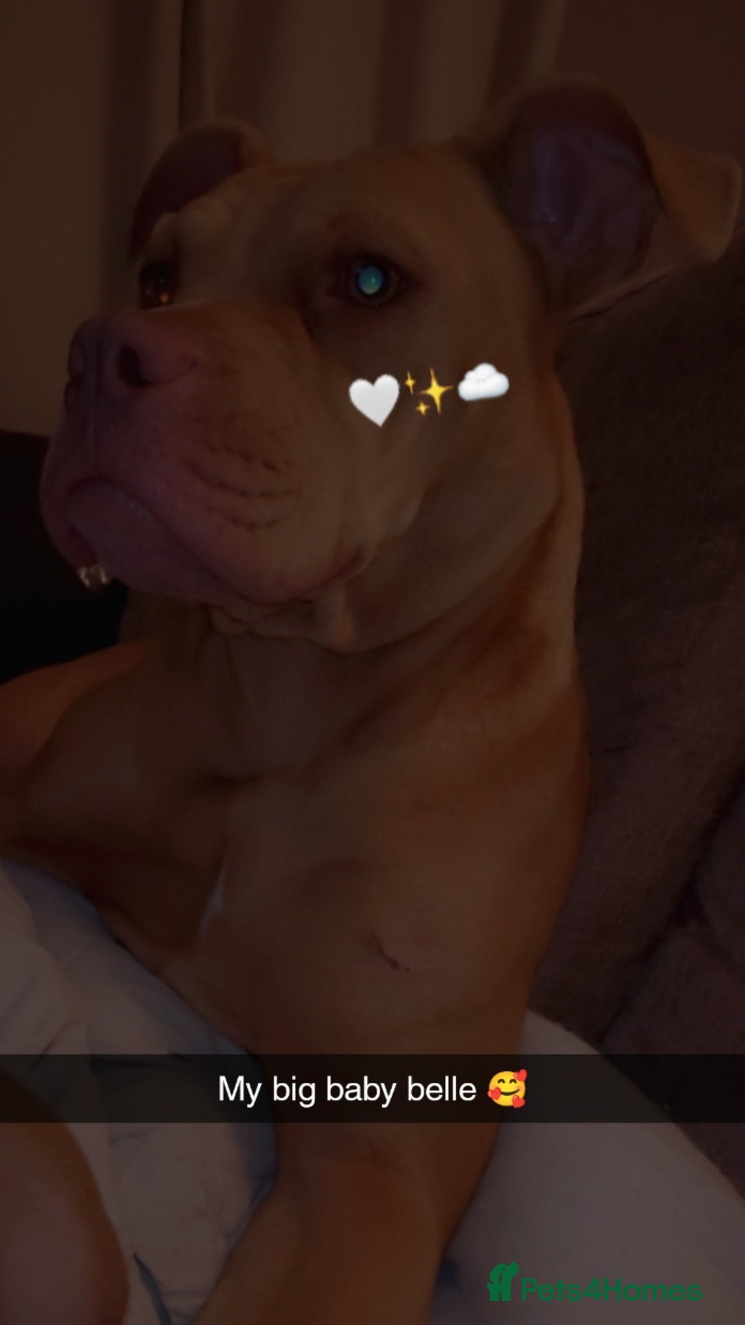 American Bull Staffy dogs for sale: 🐾 American Bull staffys – Born  **  Day  **  - Advert 1