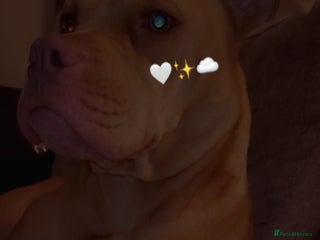 American Bull Staffy dogs 🐾 American Bull staffys – Born Christmas Day 🎄 - Advert 1