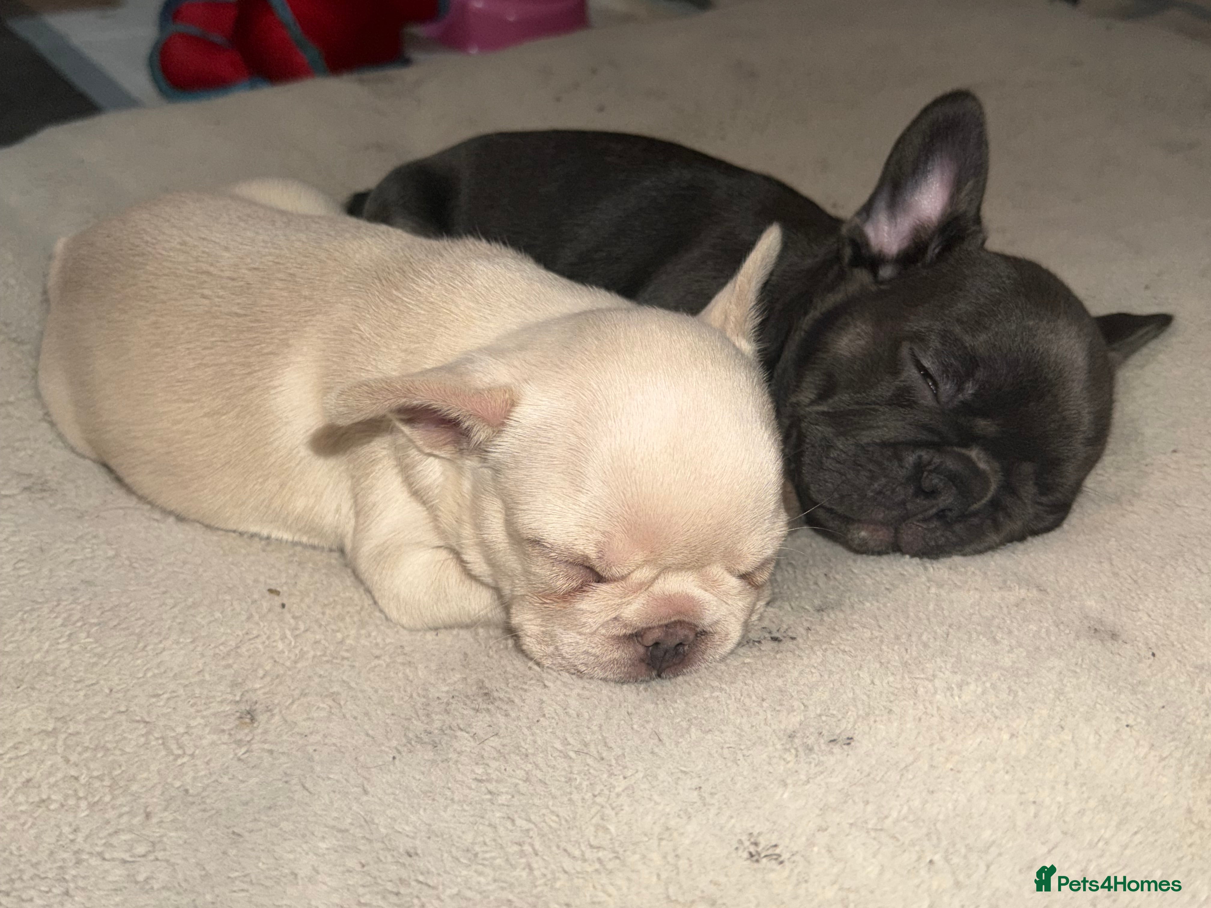 French Bulldog dogs 5 French bulldogs puppy’s  - Advert 2
