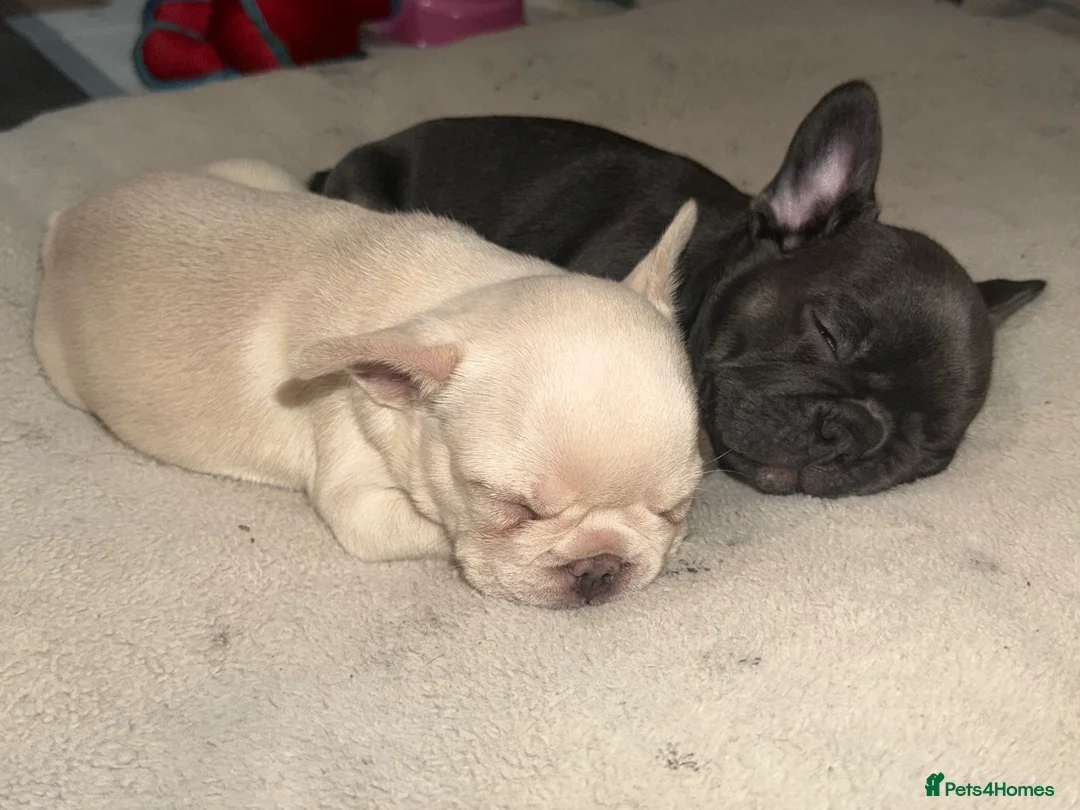 French Bulldog dogs for sale: 5 French bulldogs puppy’s  - Advert 1