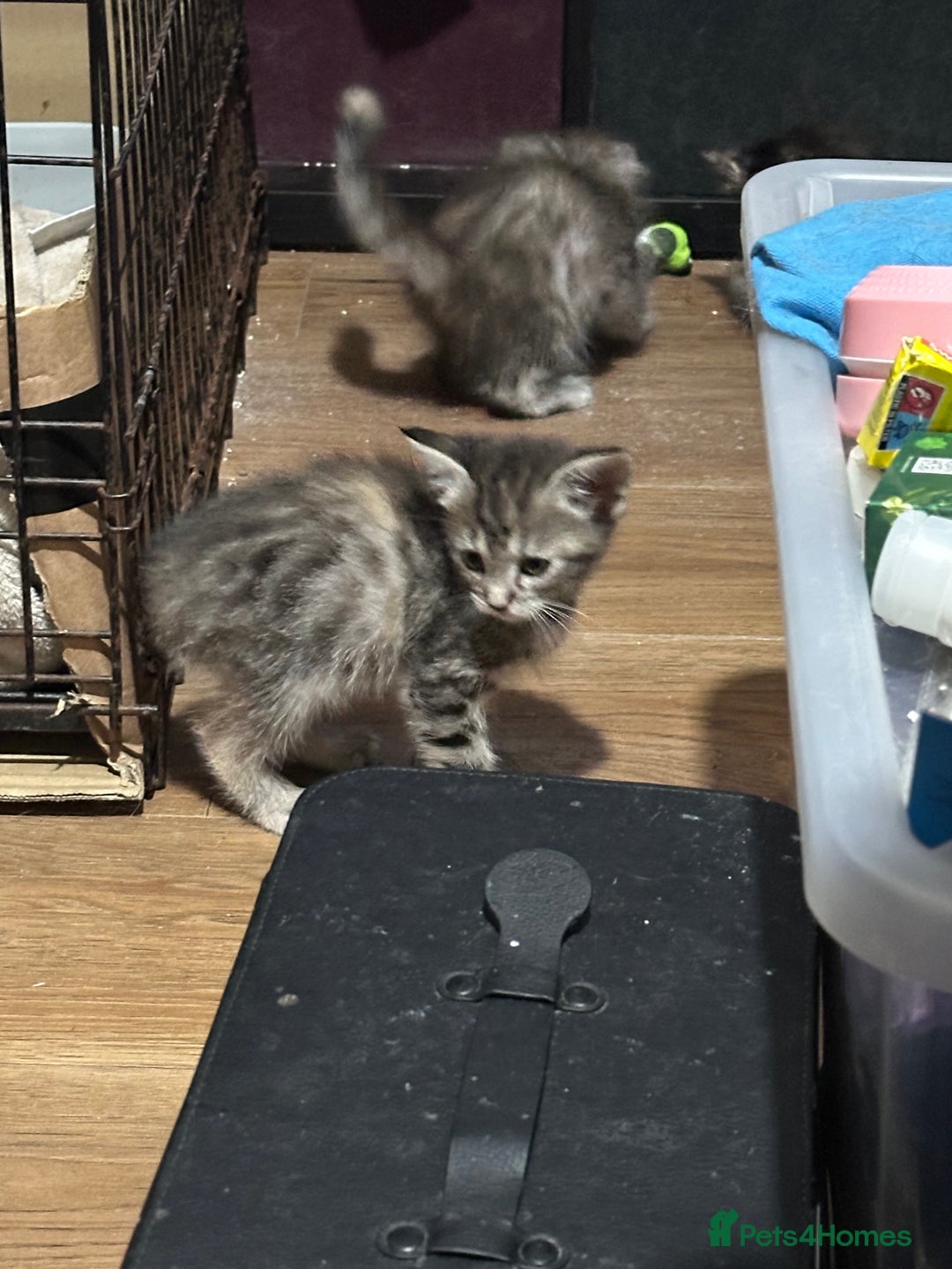 Maine Coon cats for sale: 3/4 Maincoon Cross - Image 5