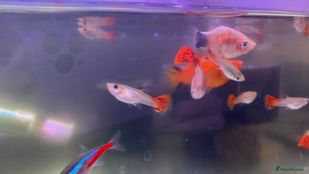 Platies fish for sale: Platies mollies guppies - Advert 1