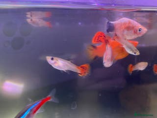 Platies fish Platies mollies guppies - Advert 4