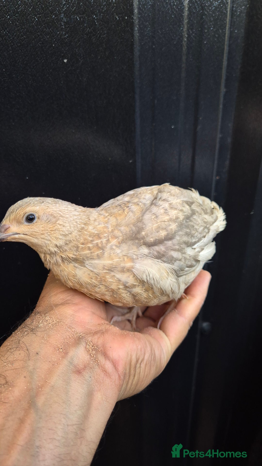 Quail poultry for sale: Jumbo celadon quail/Bantams chicks & more - Image 2