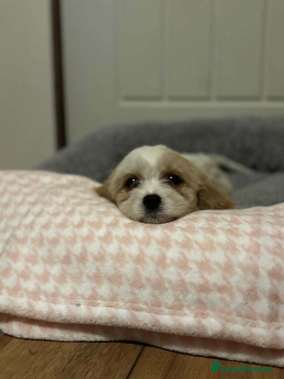 Cavachon dogs for sale: Cavachon Puppies  - Advert 19