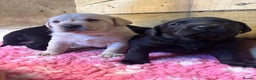 Labrador Retriever dogs for sale: Beautiful health tested Labrador puppies  - Advert 4
