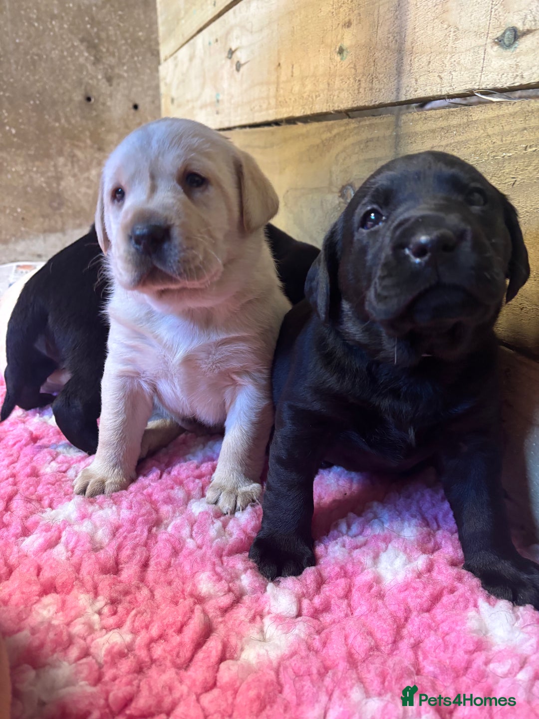 Labrador Retriever dogs for sale: Beautiful health tested Labrador puppies  - Advert 4