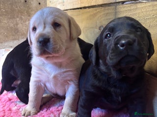Labrador Retriever dogs Beautiful health tested Labrador puppies - Advert 1