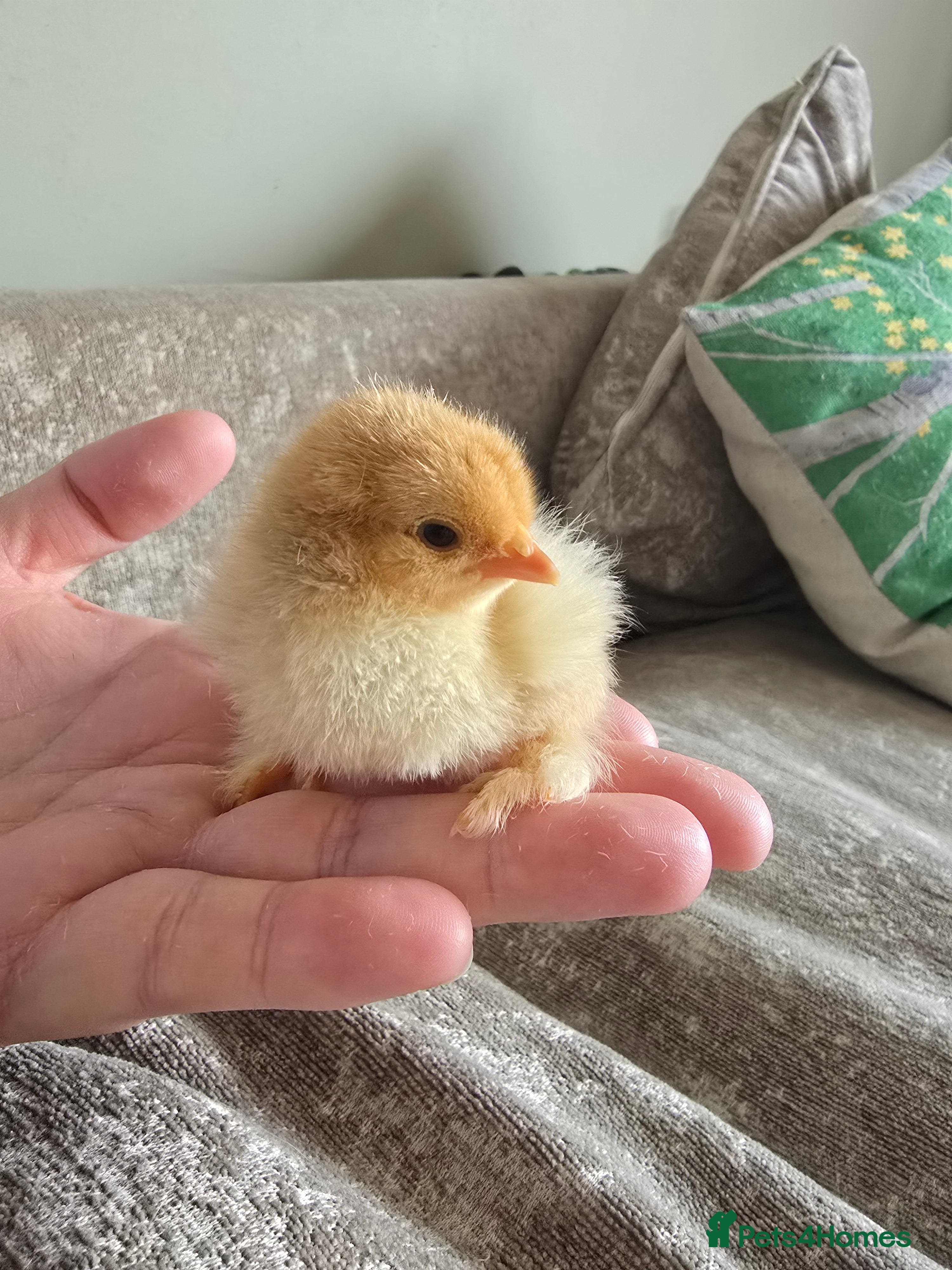 Chickens poultry Chicks & Chickens - Advert 1