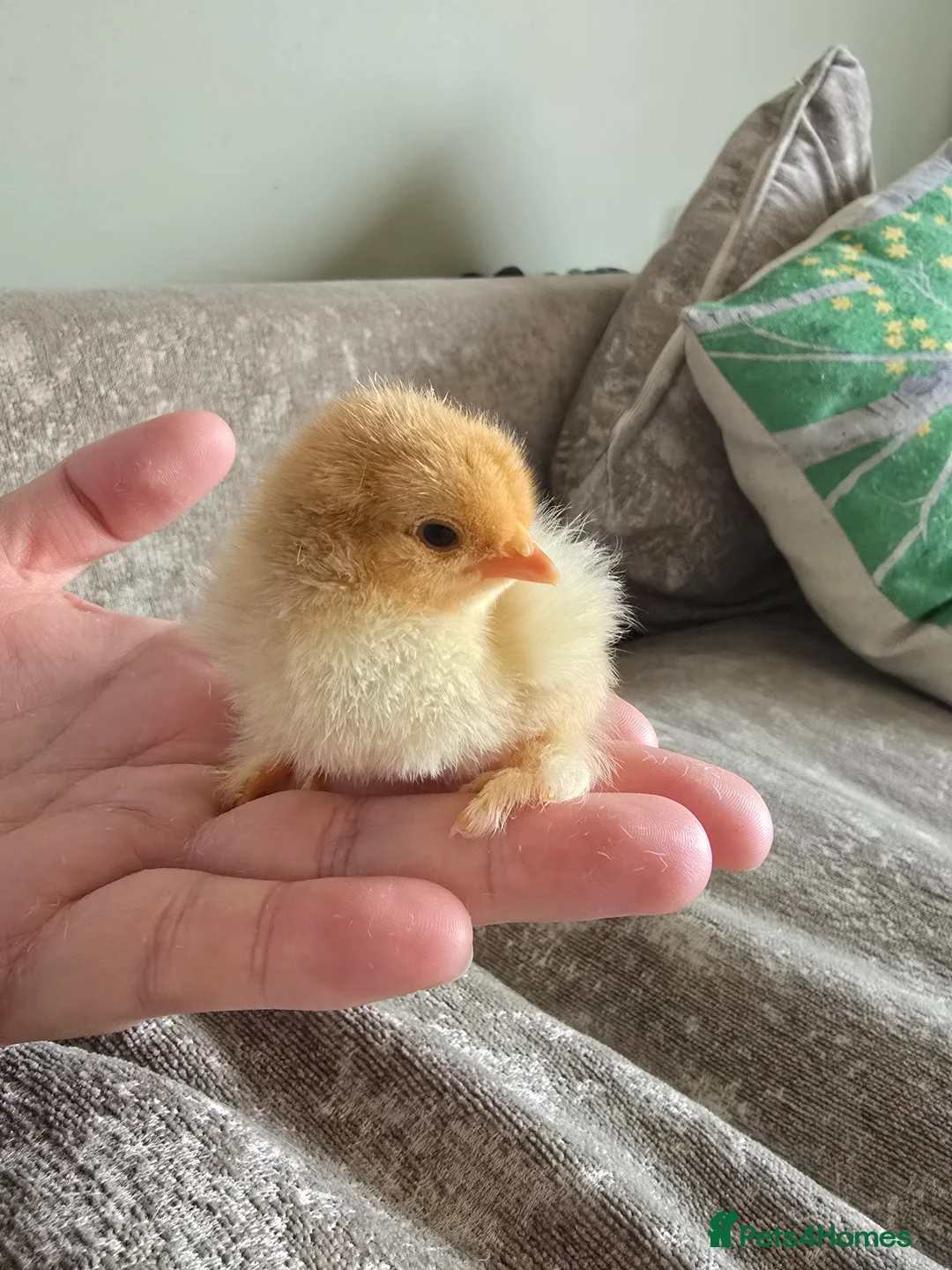 Chickens poultry for sale: Chicks & Chickens - Advert 1