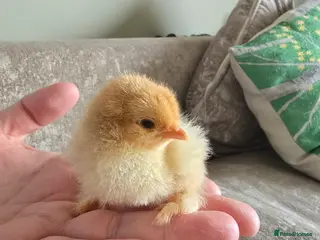 Chickens poultry Chicks & Chickens - Advert 1