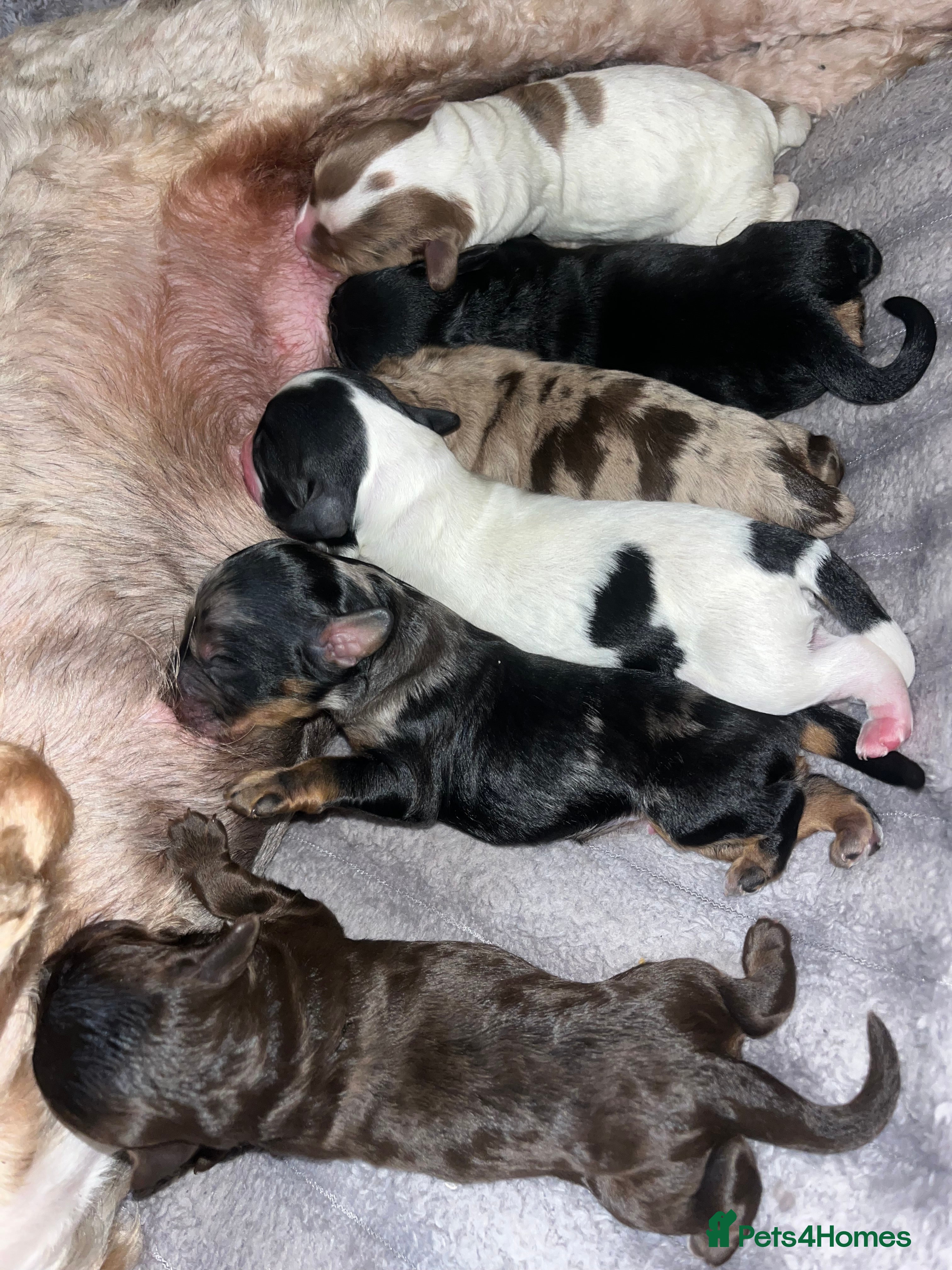 Sproodle dogs Sproodle puppies - Advert 7