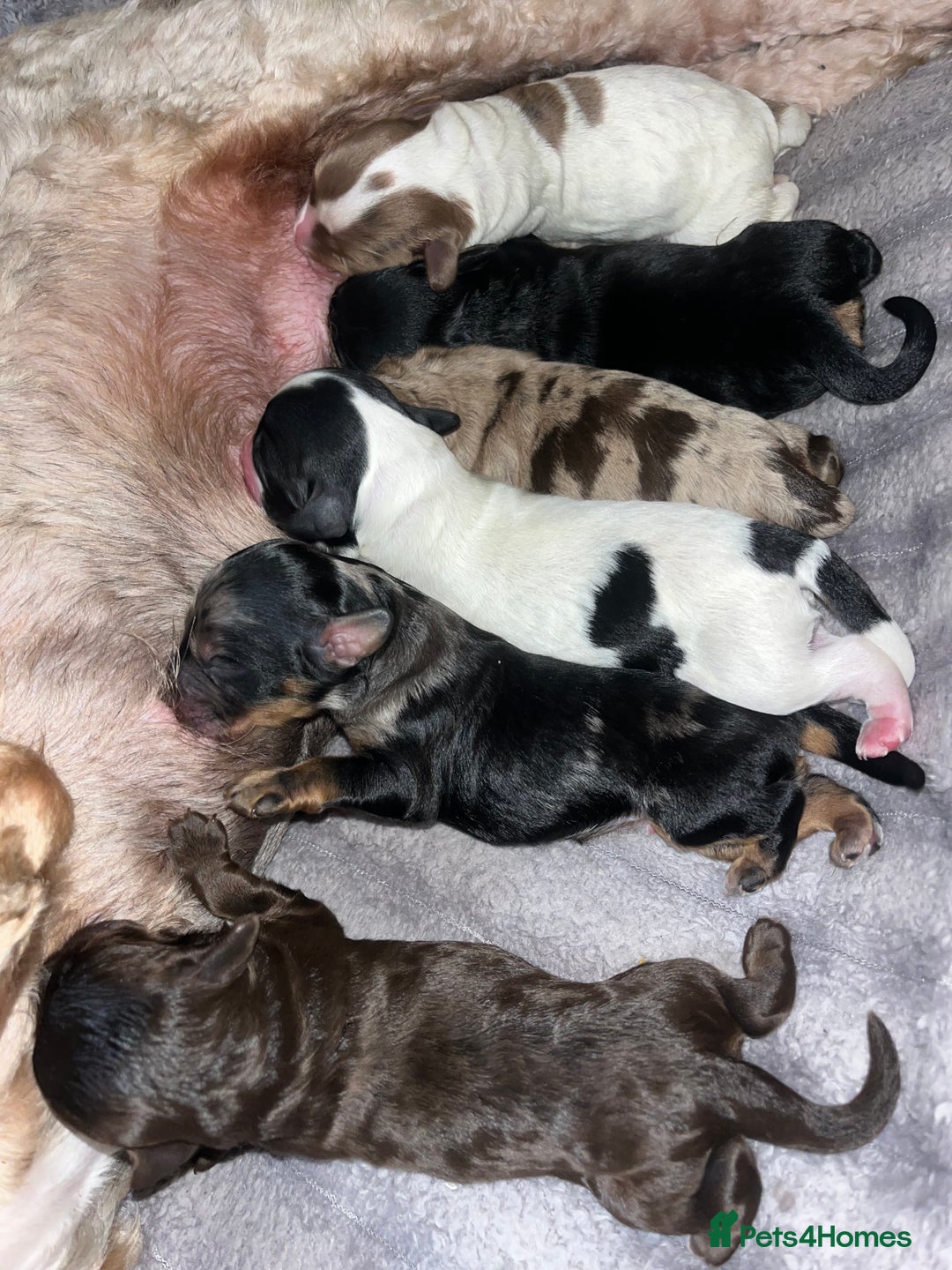 Sproodle dogs for sale: Sproodle puppies - Advert 1