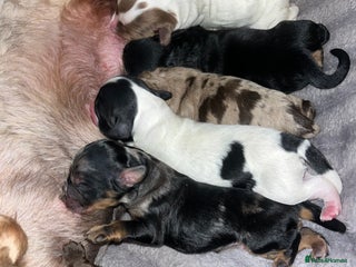 Sproodle dogs Sproodle puppies - Advert 5