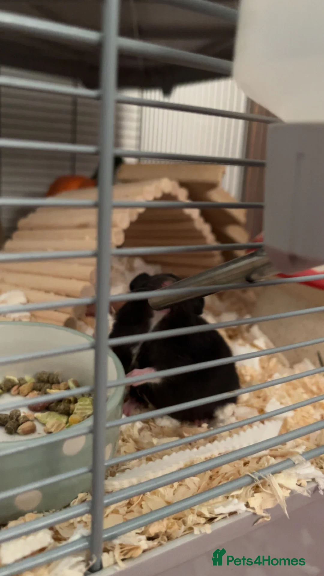 Hamster rodents for sale: 4 Hamsters, born 18th August. Looking to Rehome  in Woodbridge - Advert 2