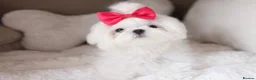Maltese dogs for sale: Bambelina~ Simply The Best~ Korean Maltese in Stratford-upon-Avon - Advert 15