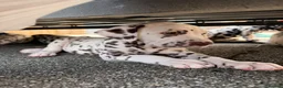 Dalmatian dogs for sale: JUST 3 BOYS LEFT READY THIS WEEK  - Advert 24