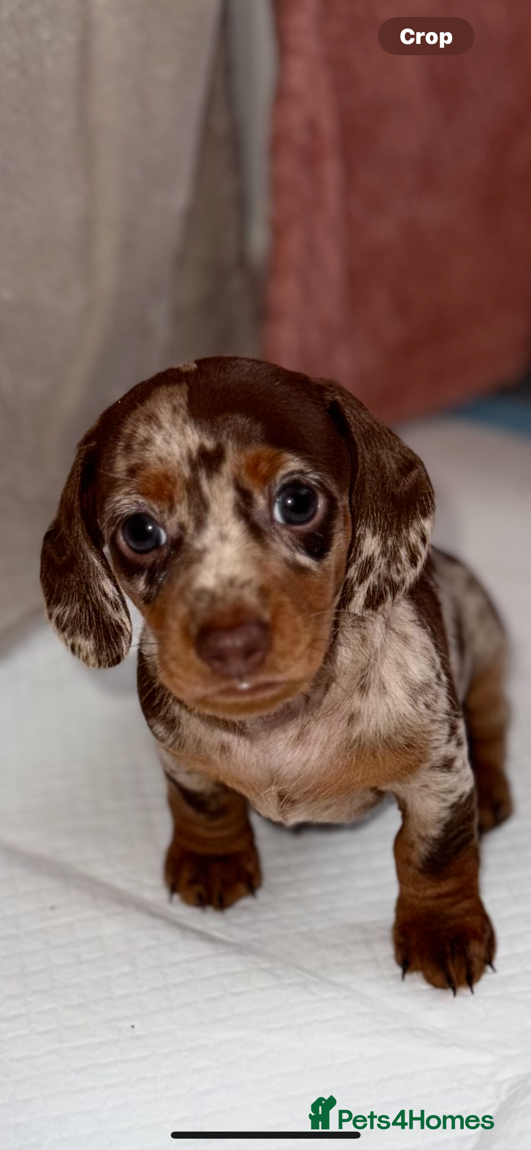 Dachshund dogs for sale: Beautiful mini dash  - Image 4