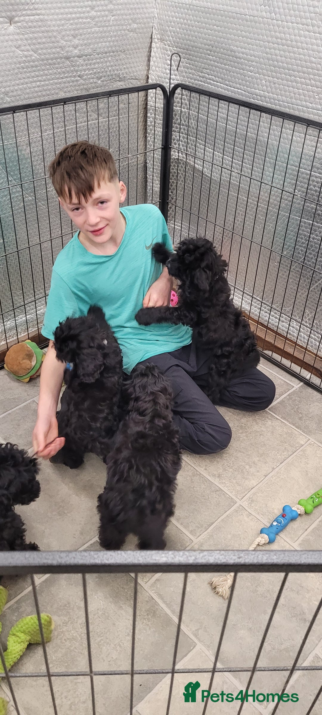Cockapoo dogs for sale: 3 Stunning Black Girls F1 Show type cockapoos - Advert 18