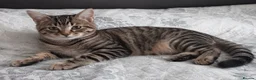 Siberian cats for sale: 4 kittens for sale - Advert 29
