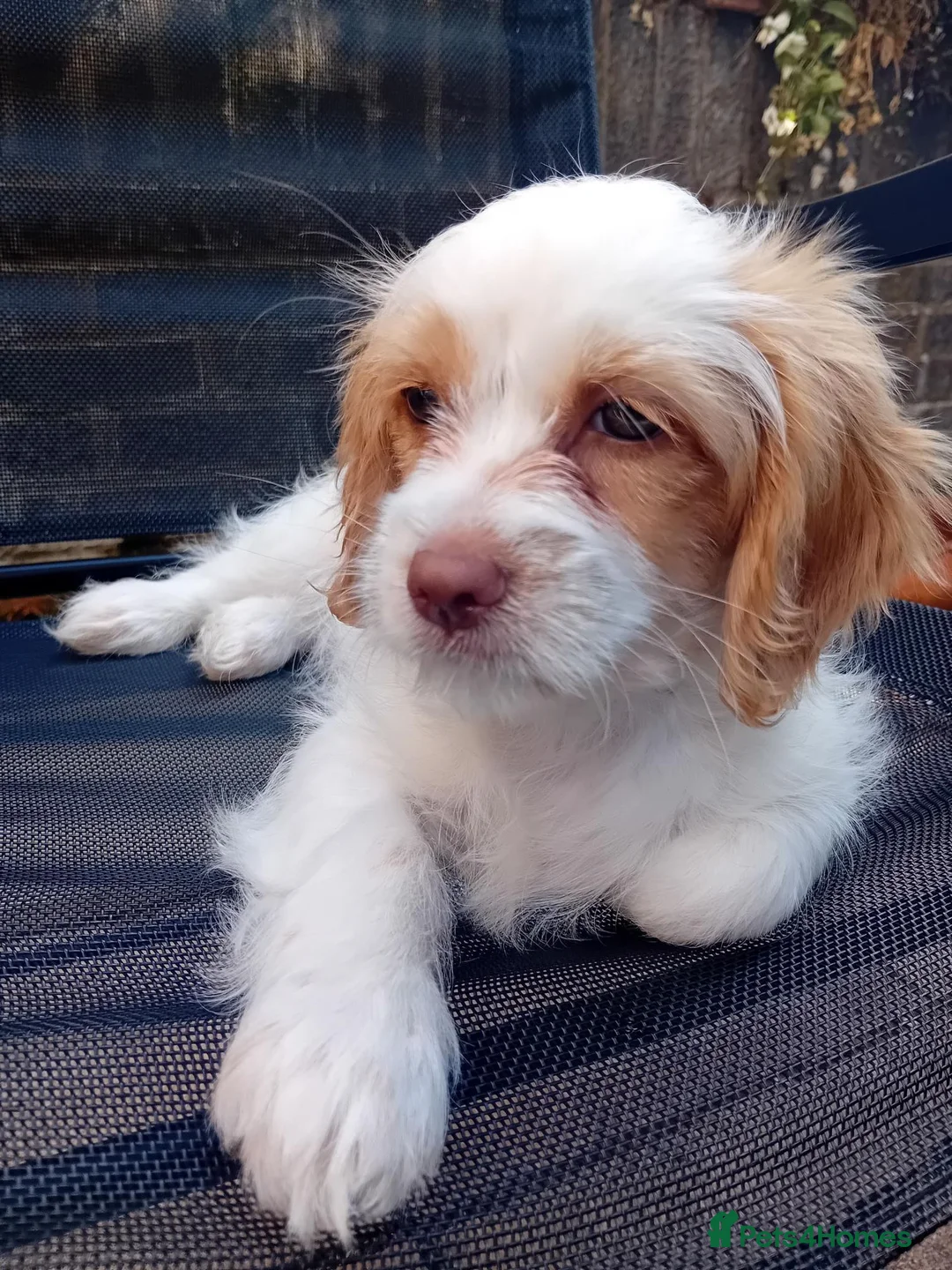 Mixed Breed dogs for sale: Adorable 11 Week Old Female Cavapoochon Puppy - Advert 1