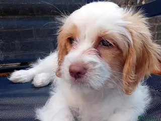 Mixed Breed dogs Adorable 11 Week Old Female Cavapoochon Puppy - Advert 2