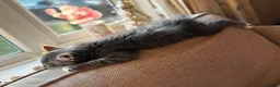 British Longhair cats for sale: Gorgeous boy  - Advert 3