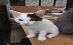 Turkish Van cats for sale: Turkish van mix maicoon  - Image 4
