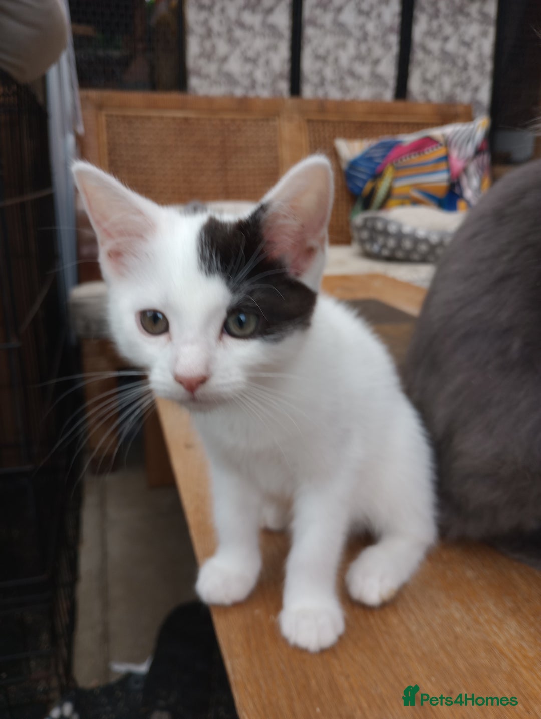 Turkish Van cats for sale: Turkish van mix maicoon  - Image 4