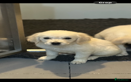 Golden Retriever dogs for sale: Beautiful Golden retriever puppies - Image 32