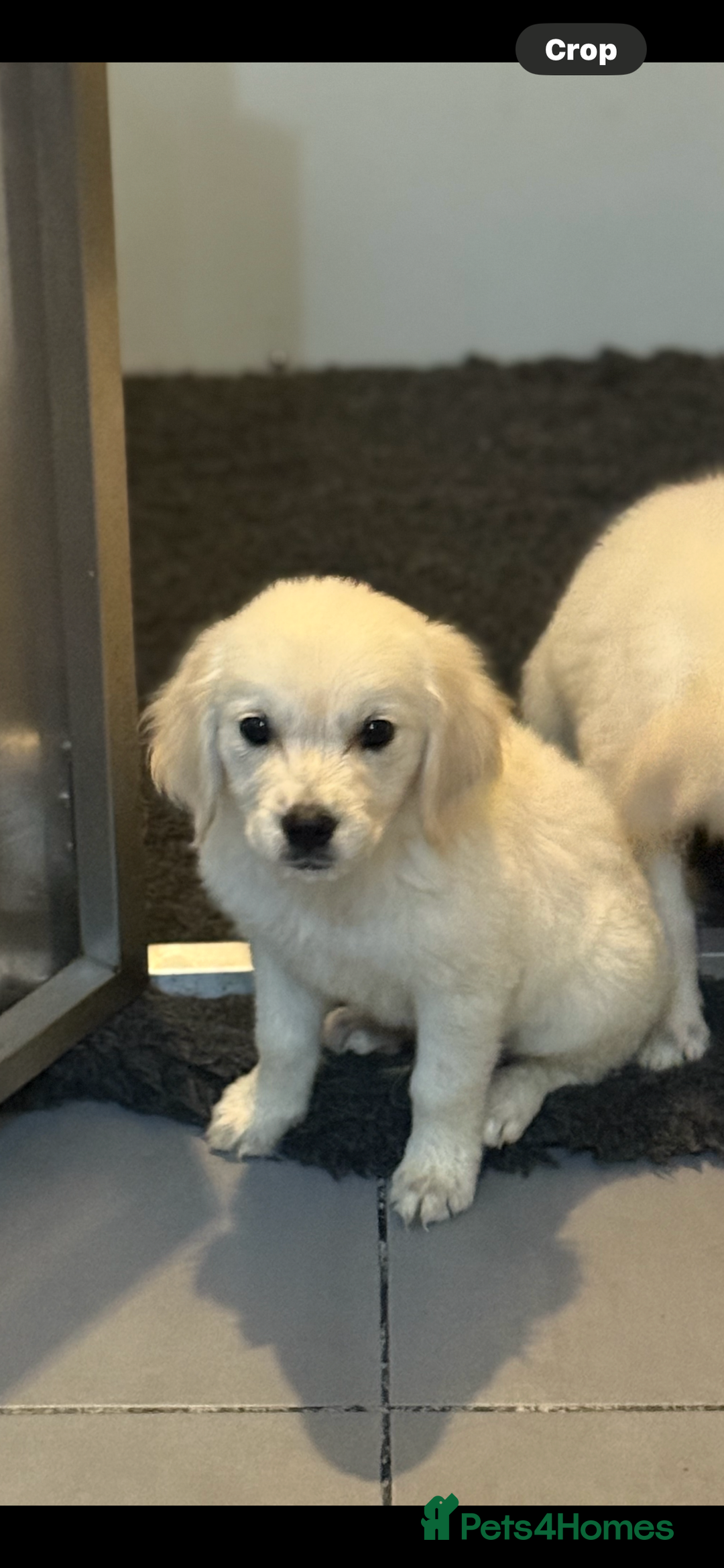 Golden Retriever dogs for sale: Beautiful Golden retriever puppies - Image 32