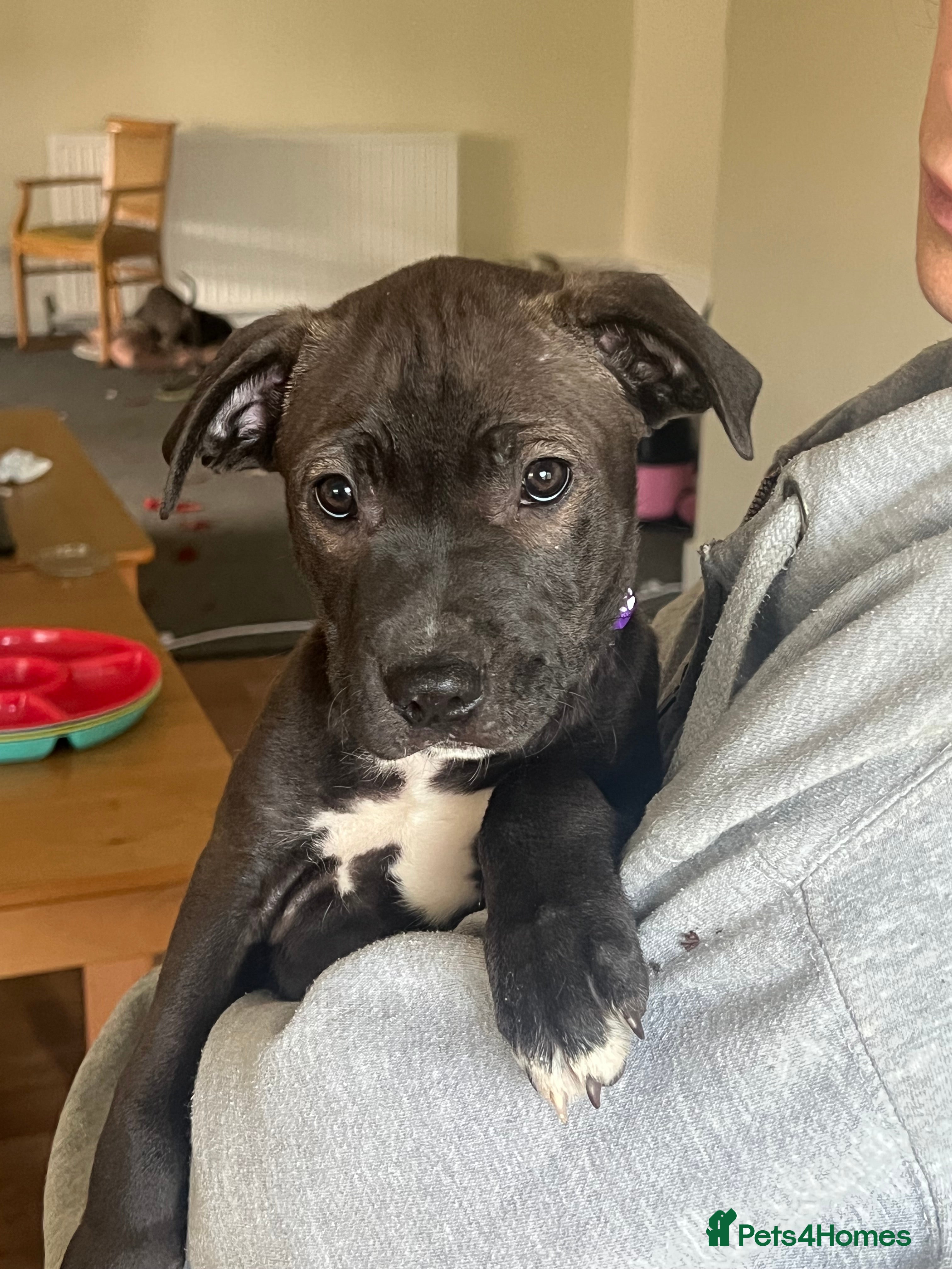 Mixed Breed dogs for sale:  Rare Brutale bloodline 🔥Staffyxhusky puppies 🔥 - Advert 36