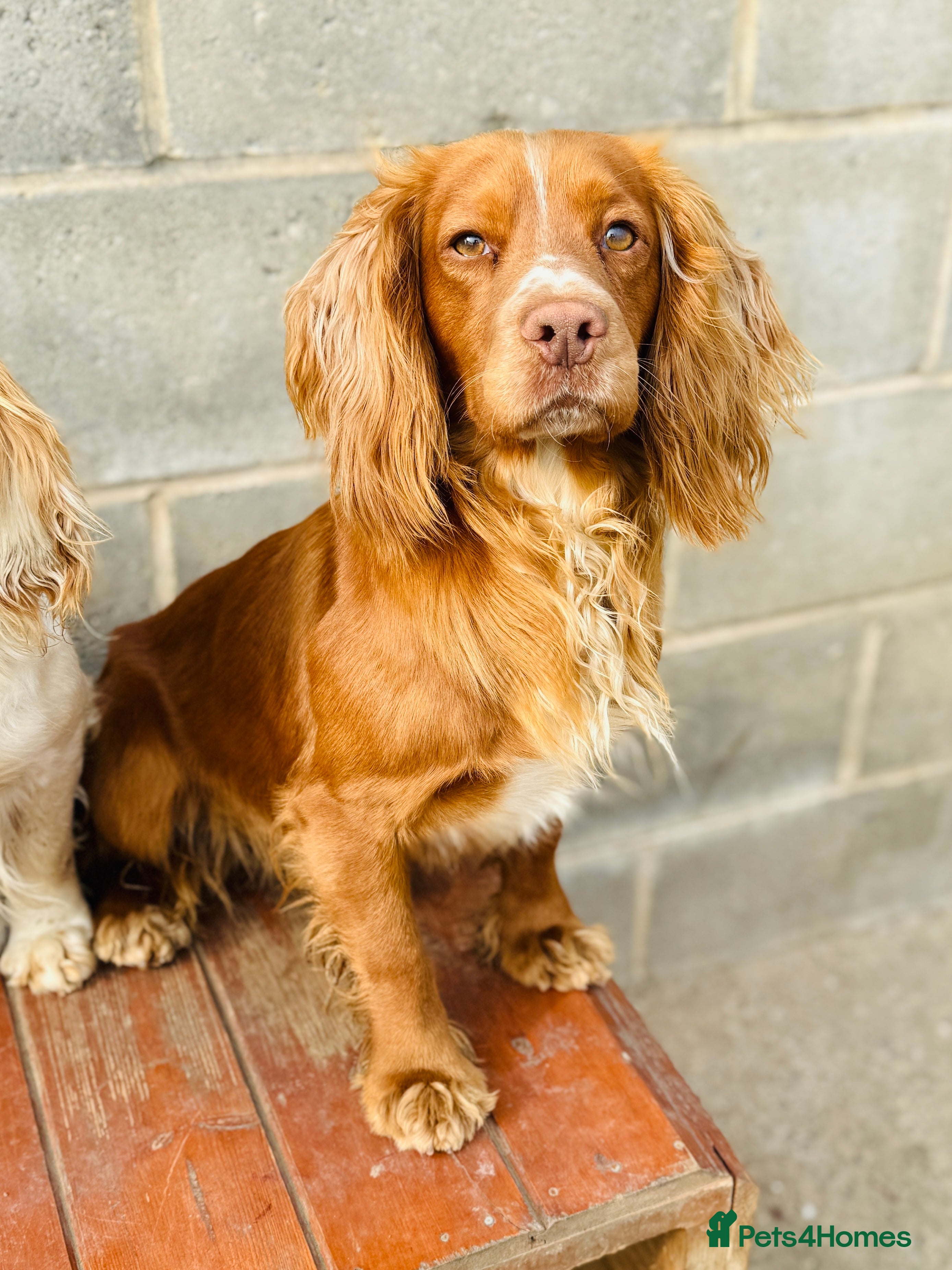 Cocker Spaniel dogs Cracking cocker spaniel for Stud  - Advert 5