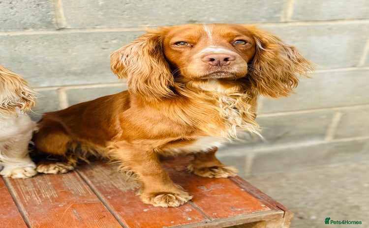 Cocker Spaniel dogs - Advert 1