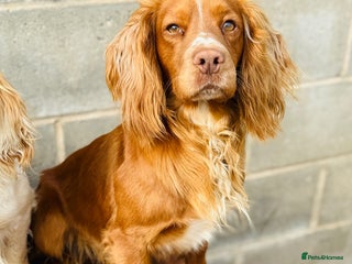 Cocker Spaniel dogs - Advert 1