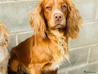 Cocker Spaniel dogs Cracking cocker spaniel for Stud - Advert 12