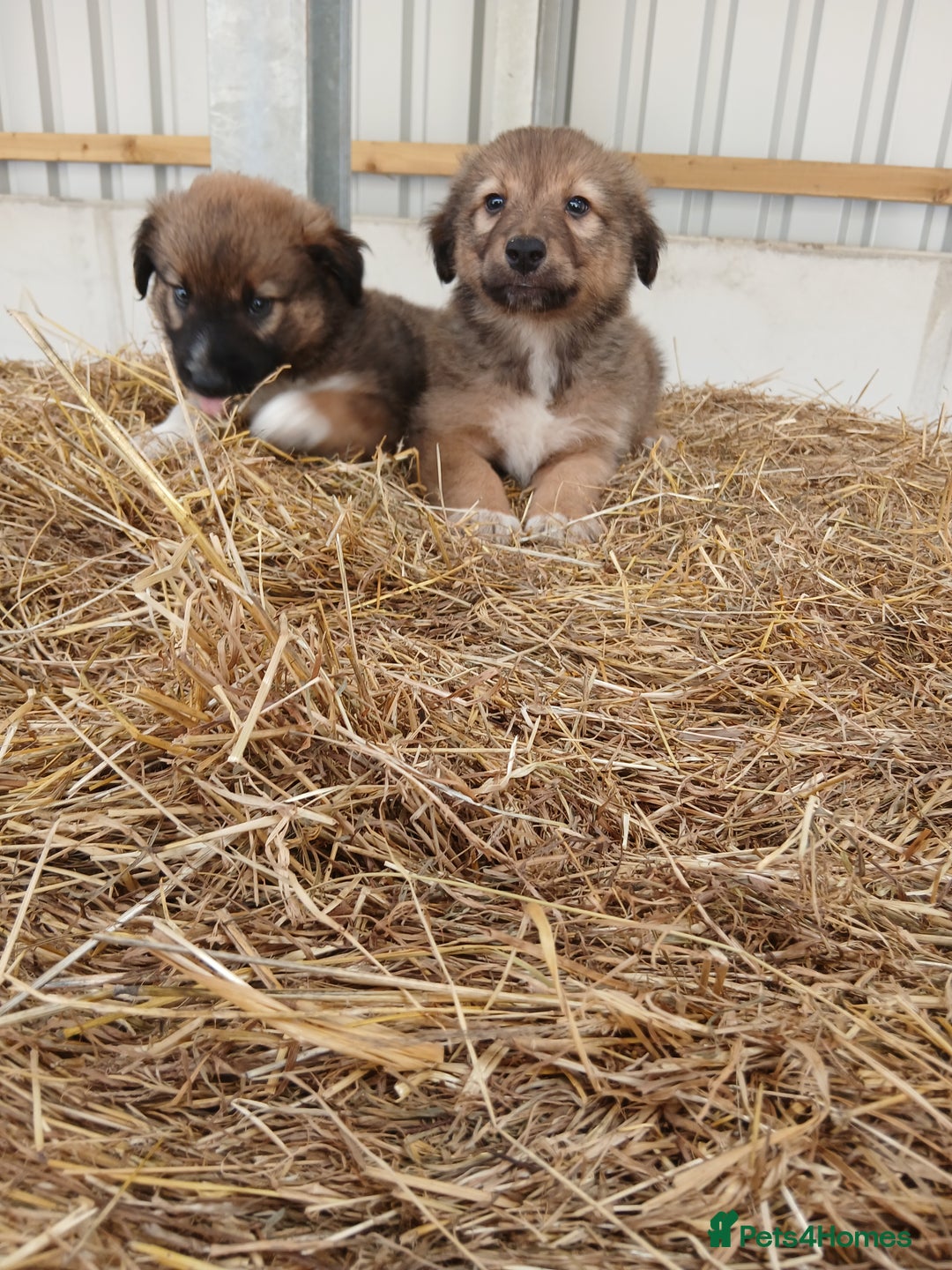 Border Collie dogs for sale: Beautiful long hair puppies  - Image 12