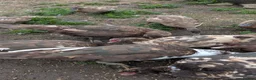 Ducks poultry for sale: 3 Muscovy Drakes - chocolate/pied markings in Bradford - Advert 2