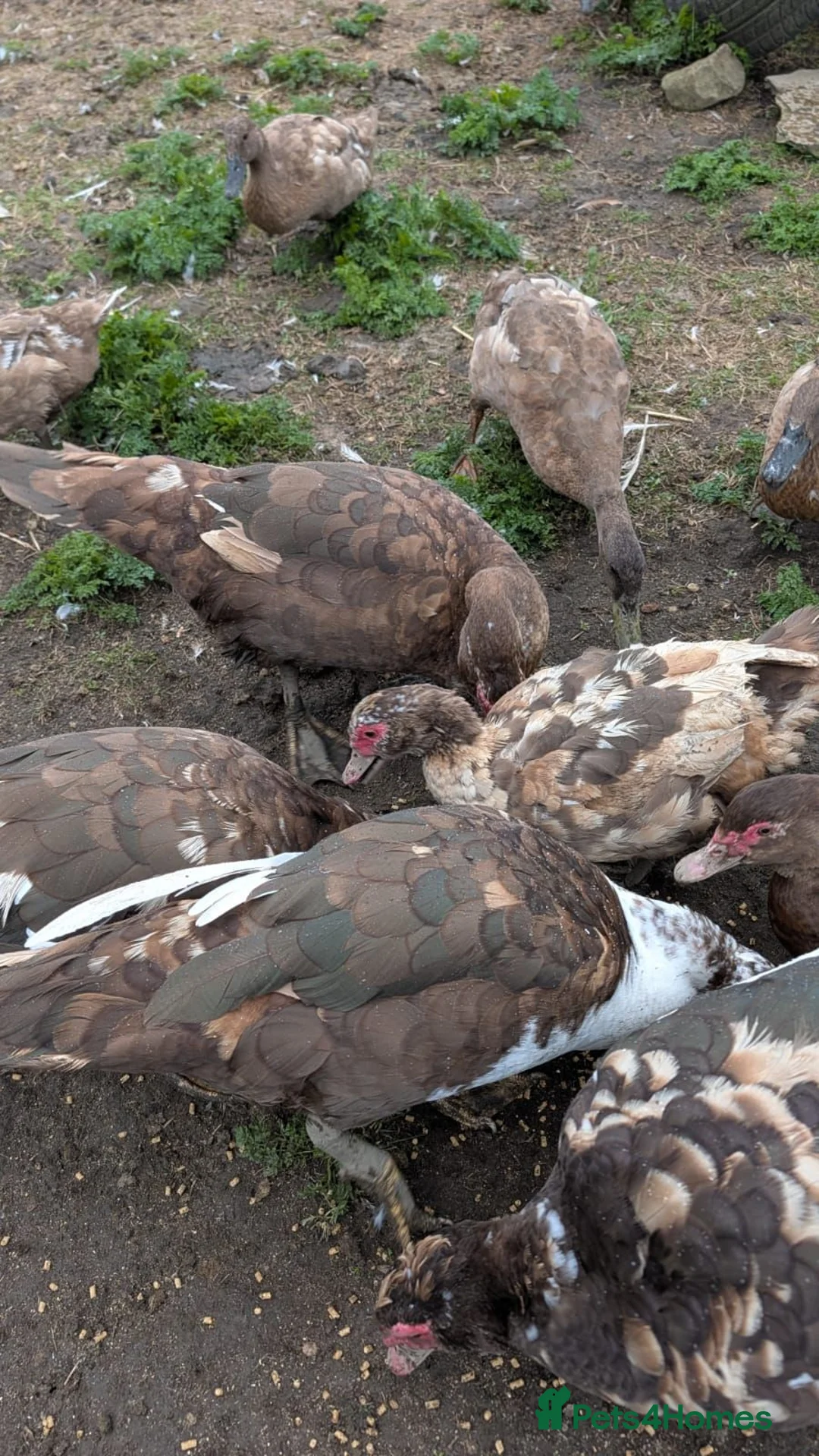 Ducks poultry for sale: 3 Muscovy Drakes - chocolate/pied markings in Bradford - Advert 2