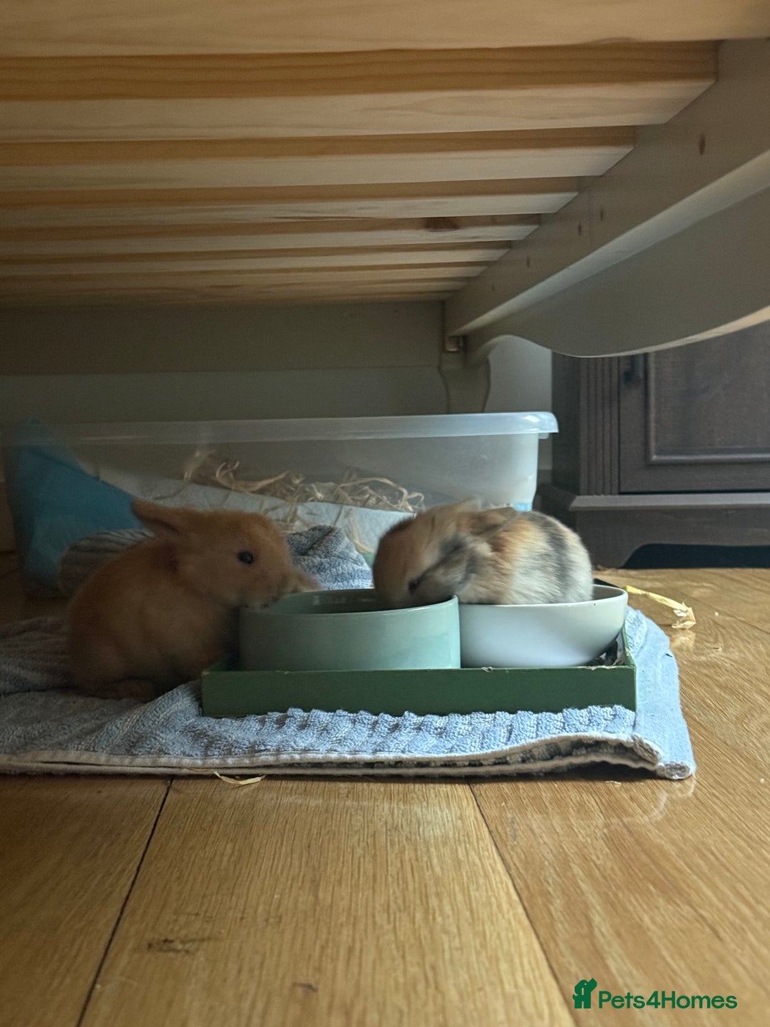 Mini Lop rabbits for sale: Baby Mini Lop Bunnies for sale  - Advert 3