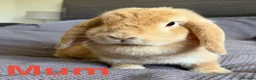 Mini Lop rabbits for sale: Mini Lion Lop Bunnies - Advert 15