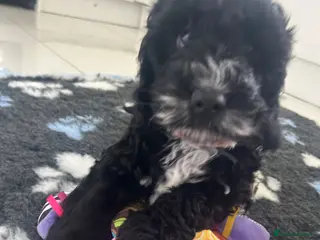 Cockapoo dogs Show type F1 Cockapoos from health tested parents - Advert 3
