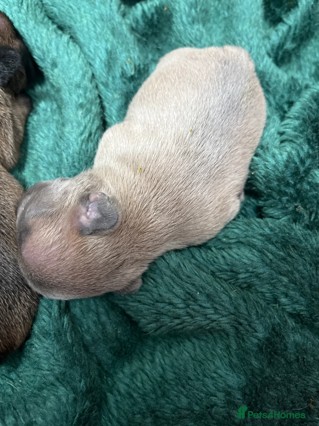 French Bulldog dogs for sale: Beautiful frenchie puppies - Advert 2