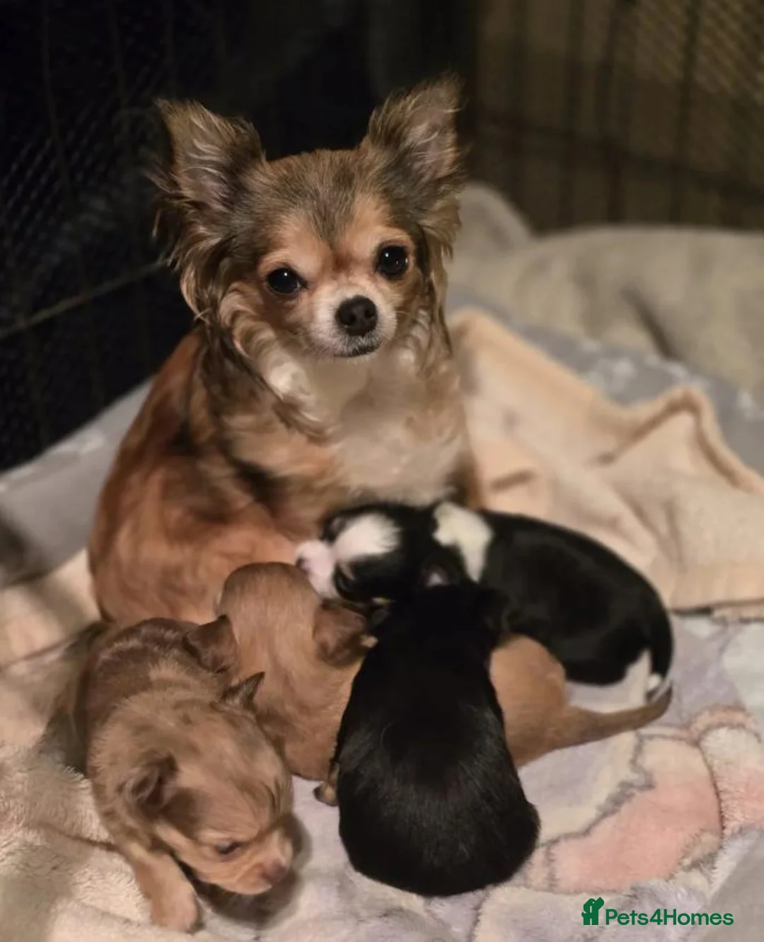 Chihuahua dogs for sale: Beautiful Chihuahua puppies seeking loving homes in Portsmouth - Advert 1
